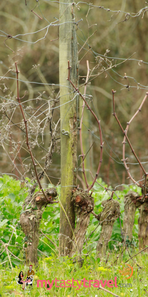 Domaine Capmartin, le vigne bio en mars 2019