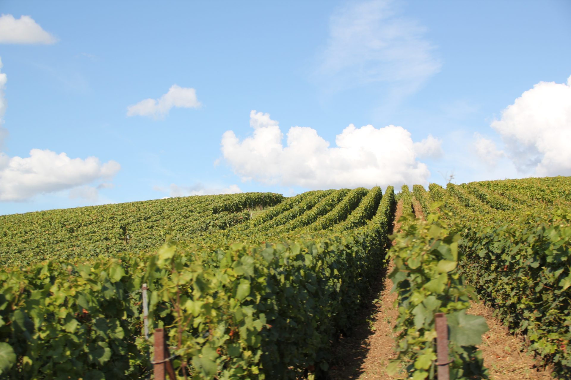 Vallée de la Marne Champagne